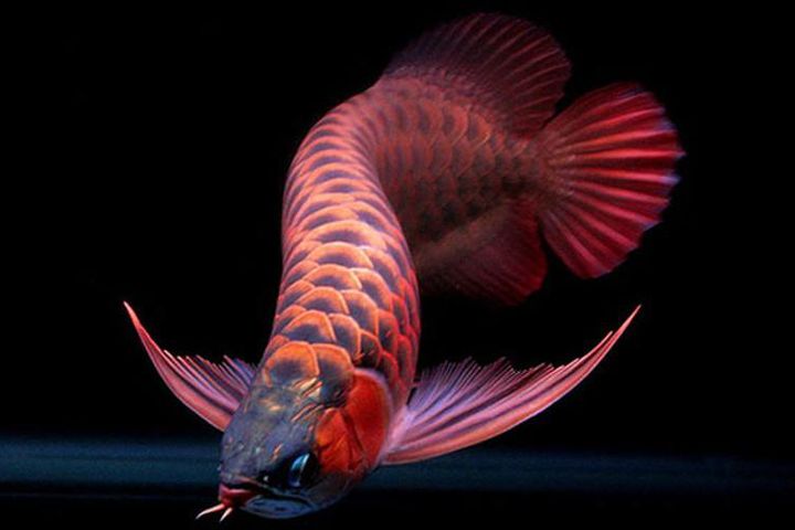 Hình ảnh con cá rồng đỏ
