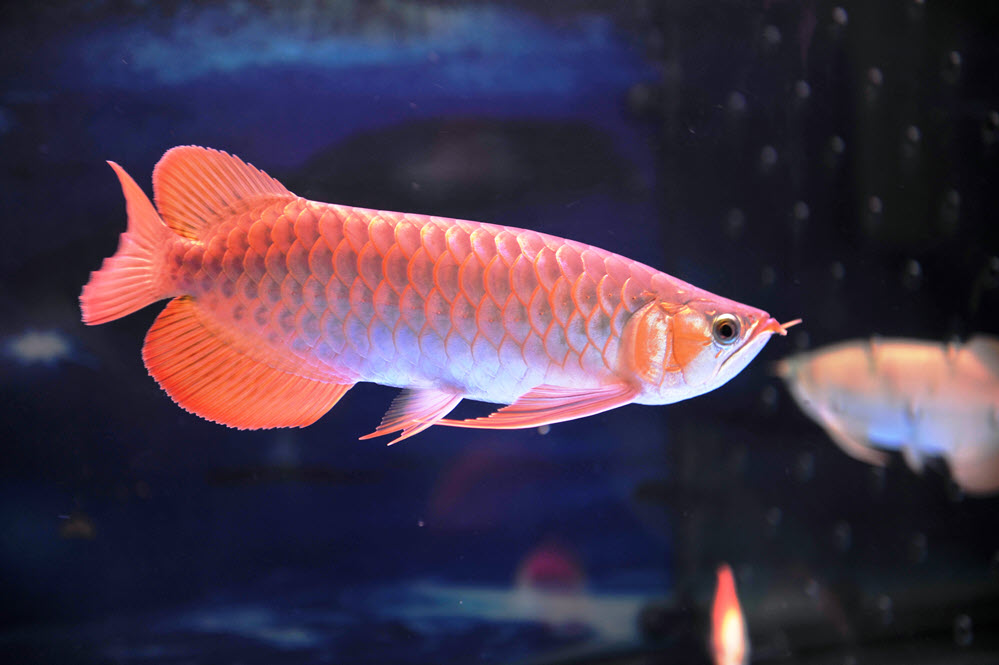 Hình ảnh con cá rồng màu hồng