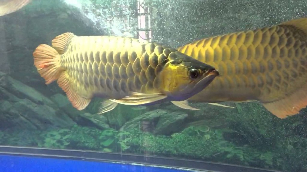 Hình ảnh con cá rồng vàng