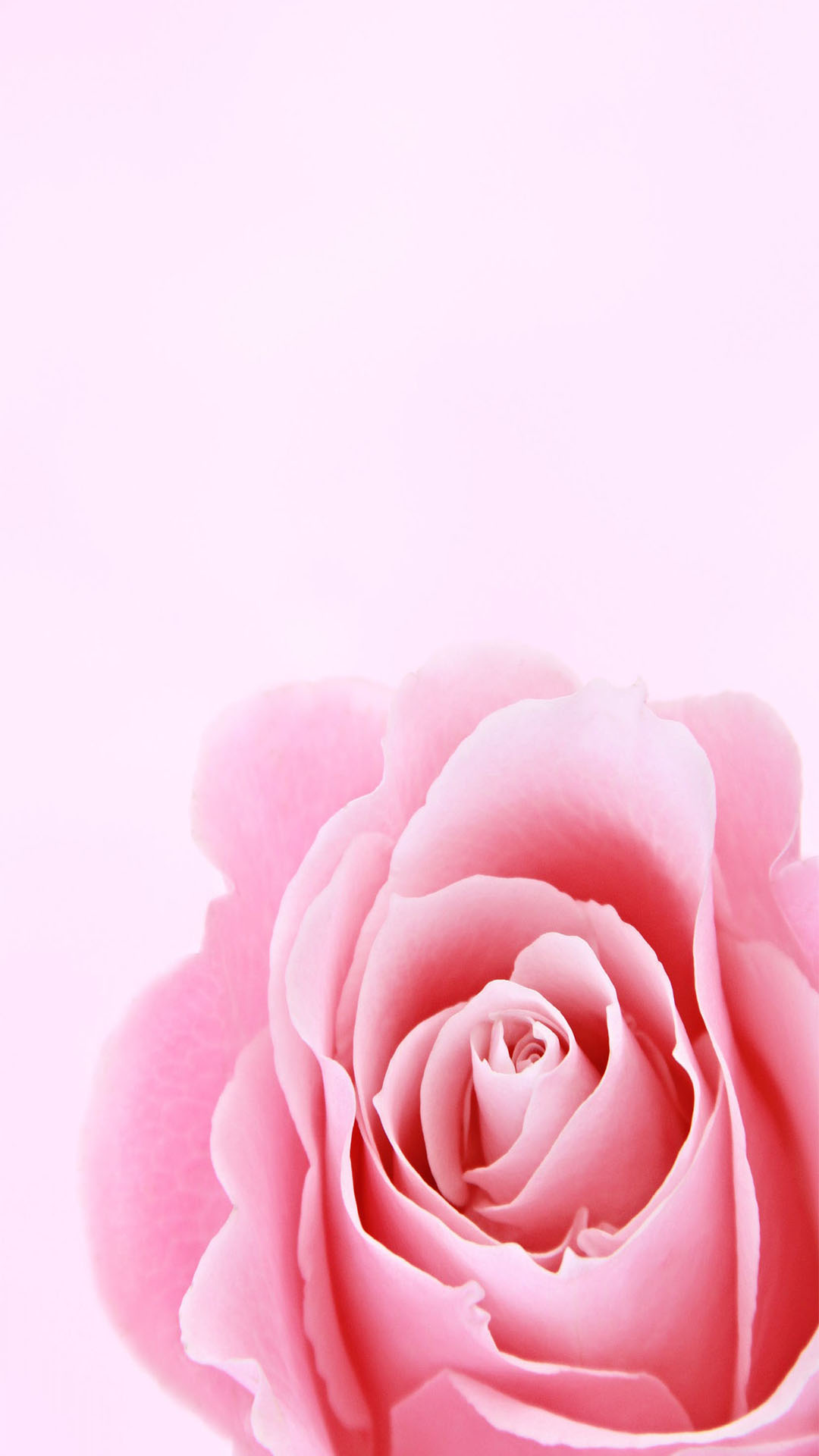 Hình nền hoa màu hồng nhạt