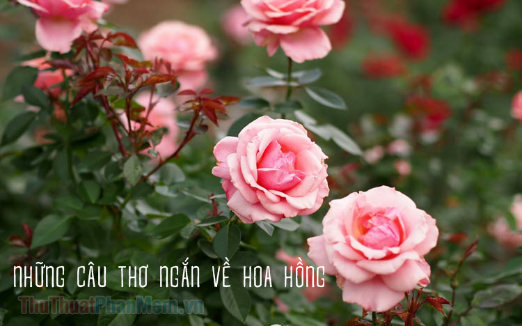 Những câu thơ ngắn về hoa hồng