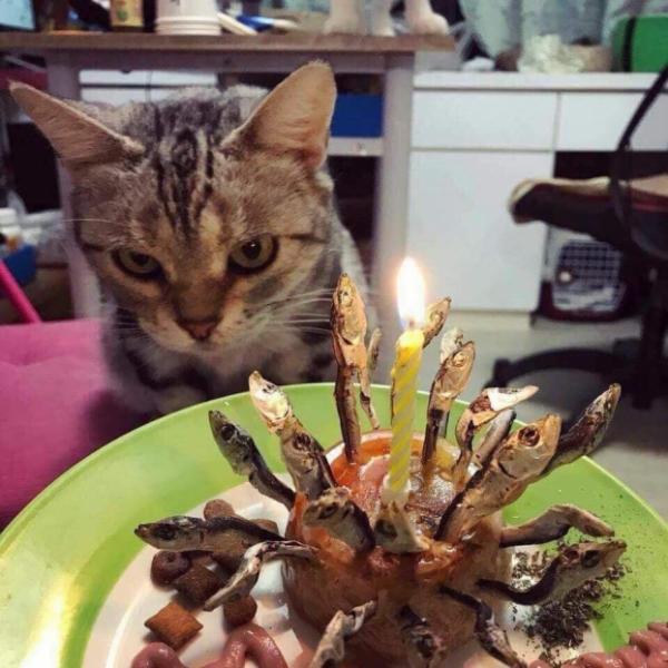 Ảnh chúc mừng sinh nhật của mèo