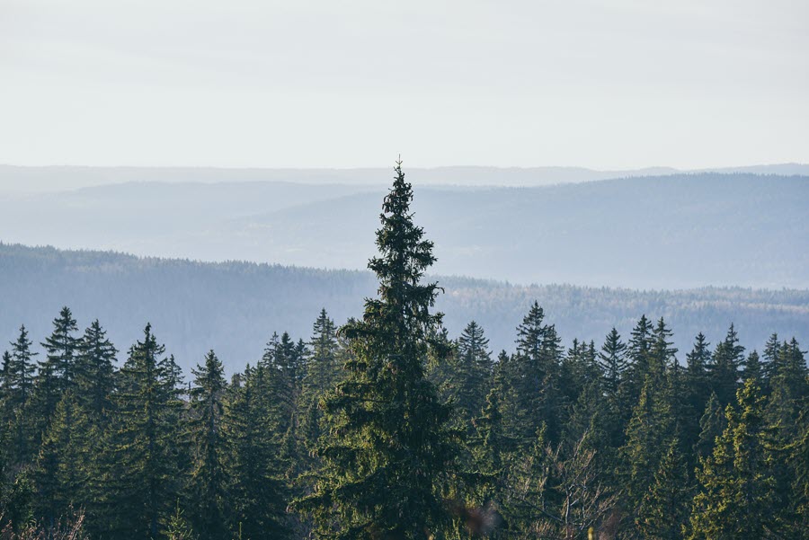Hình ảnh cây thông trên núi