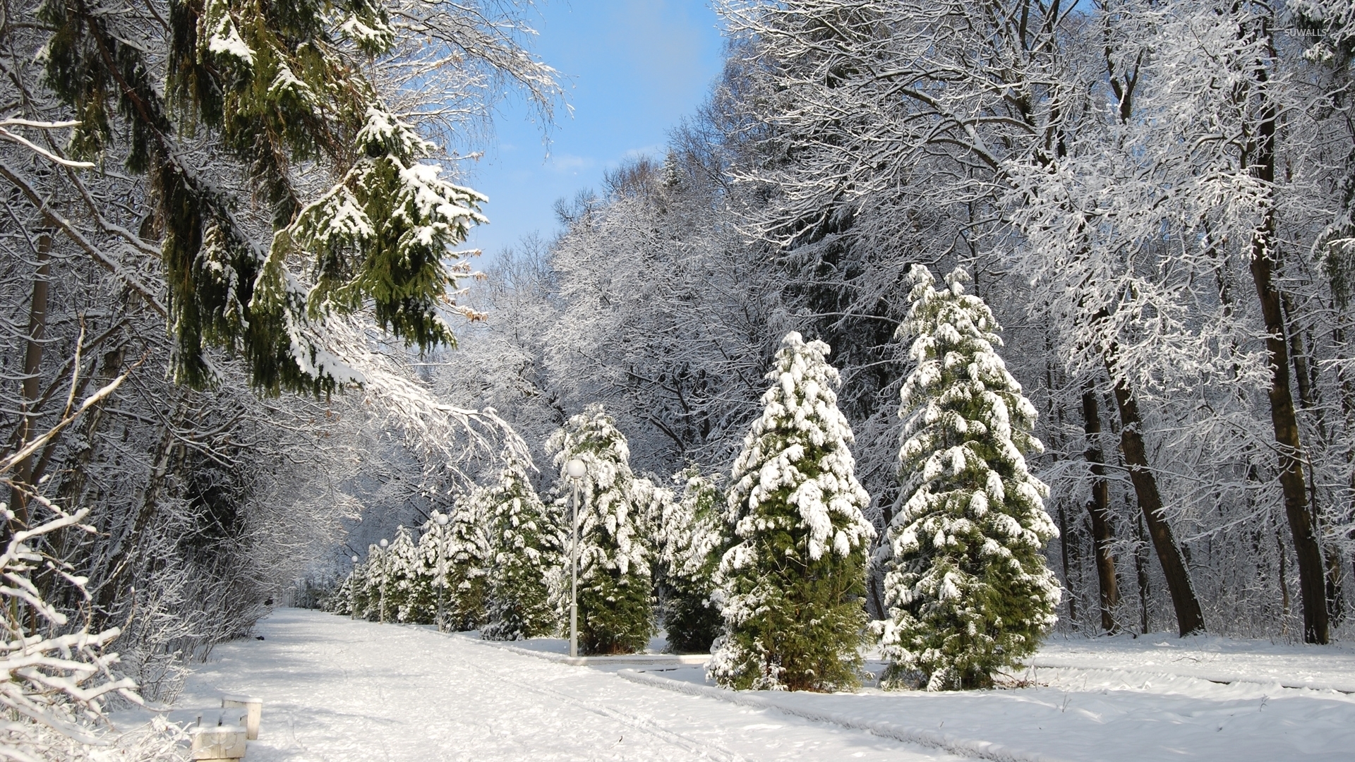 Hình ảnh cây thông tuyết trắng đẹp nhất