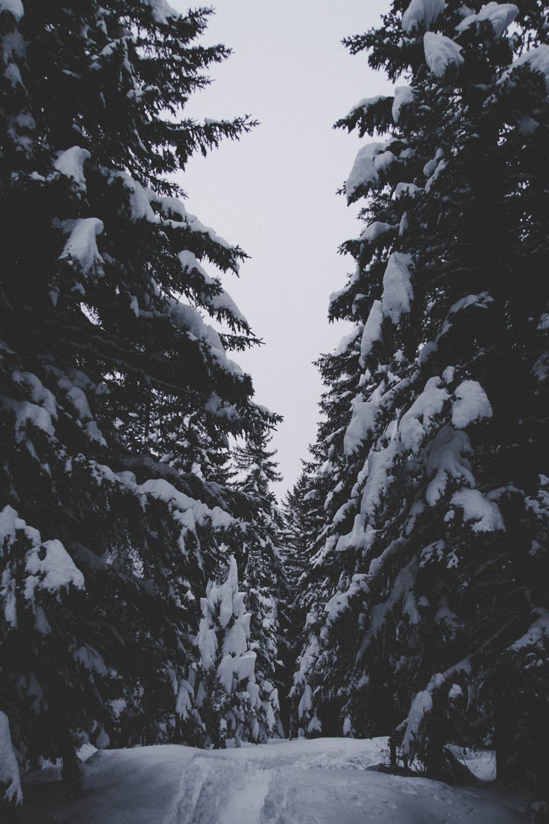 Hình ảnh cây thông tuyết trắng đẹp