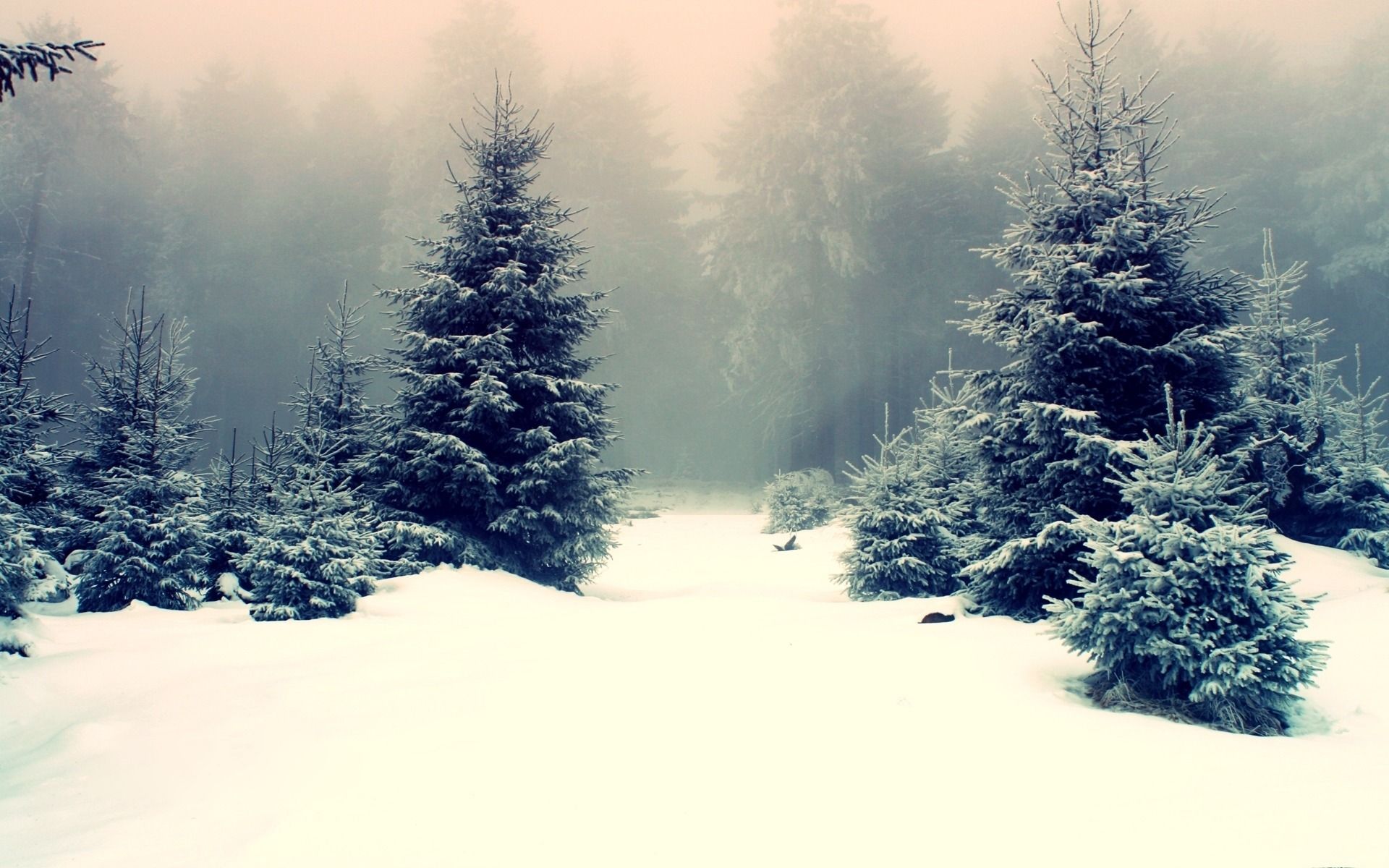 Hình ảnh cây thông tuyết trắng mùa đông