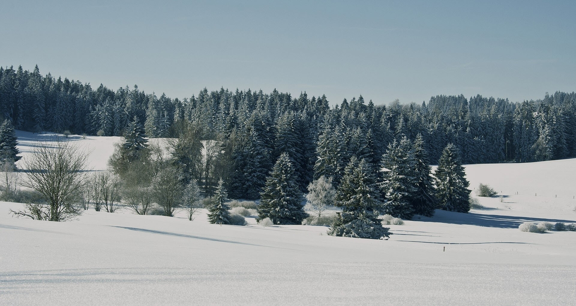 Hình ảnh cây thông tuyết trắng