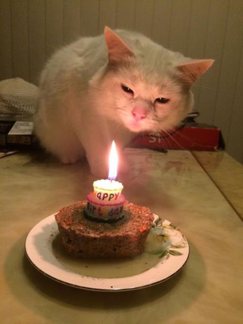 Hình ảnh chúc mừng sinh nhật mèo