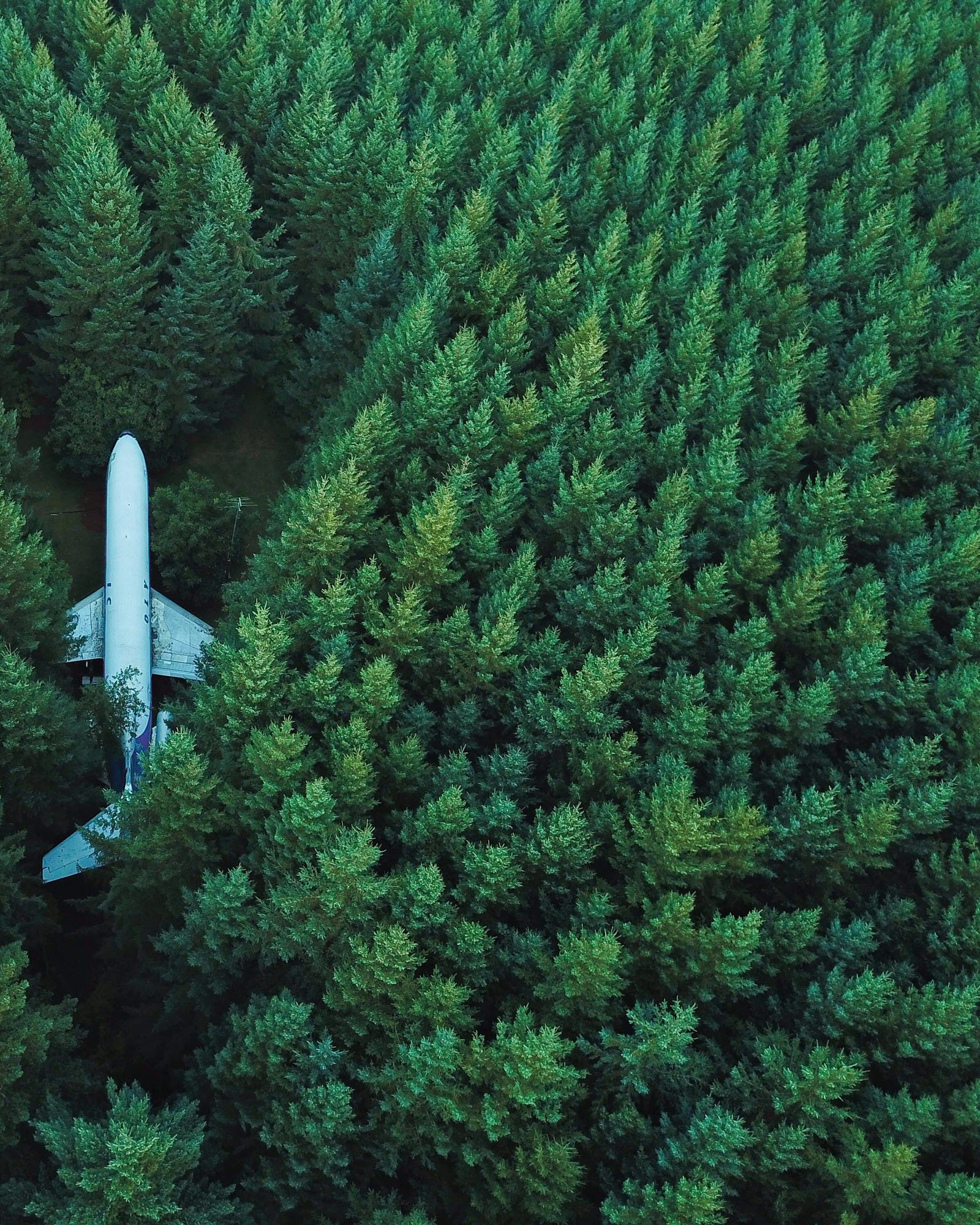 Hình ảnh máy bay trong rừng thông