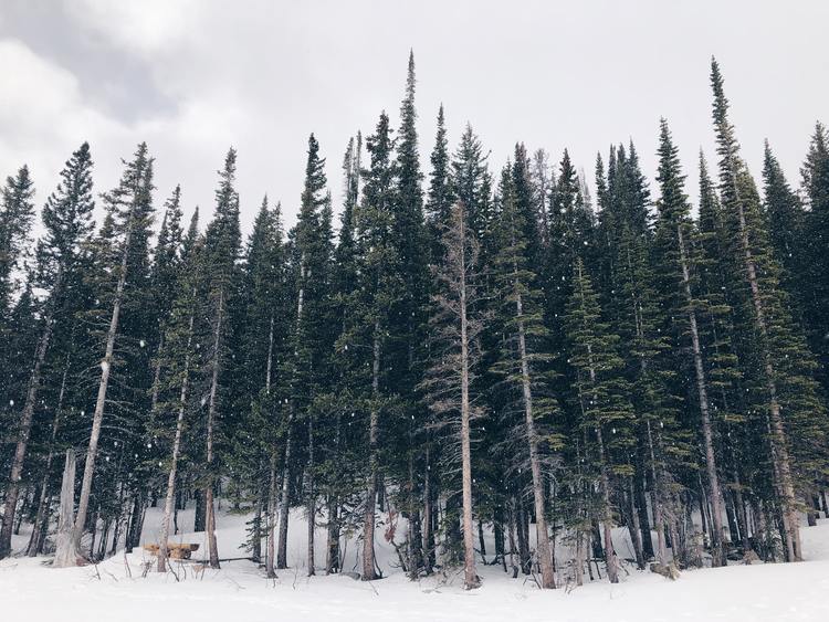 Hình ảnh rừng thông mùa tuyết rơi