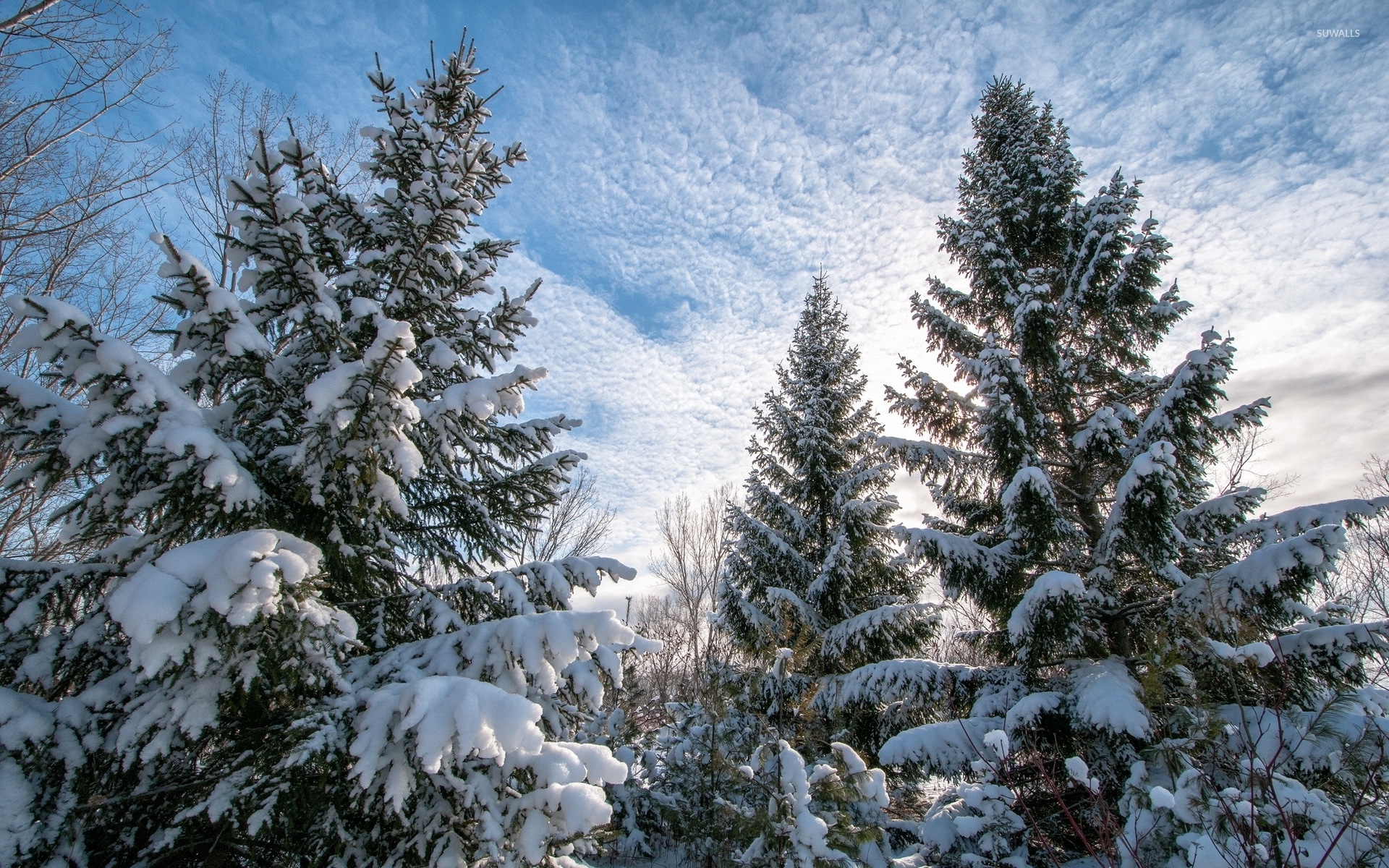 Hình nền cây thông mùa đông Full HD