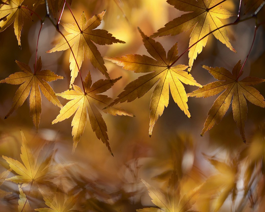 Background lá cây mùa thu