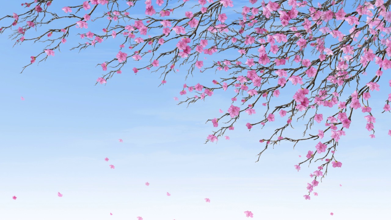 Background hoa anh đào Nhật Bản đẹp nhất