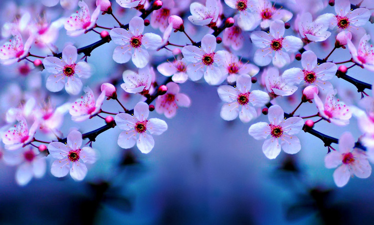 Background hoa anh đào Nhật