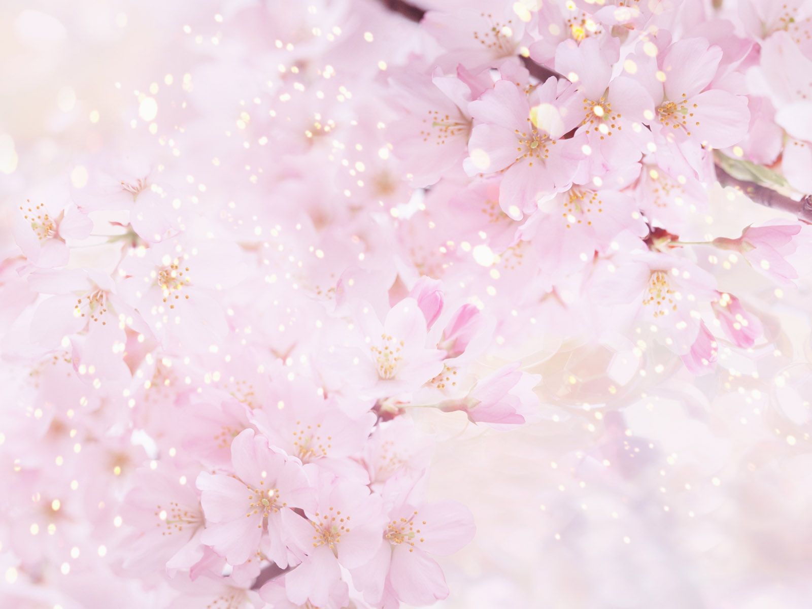 Background hoa anh đào trắng hồng đẹp