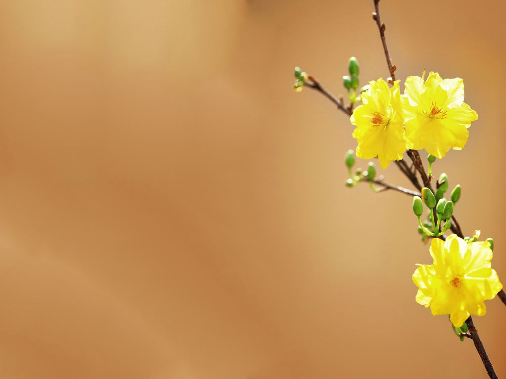 Background Hoa Mai vàng đẹp nhất