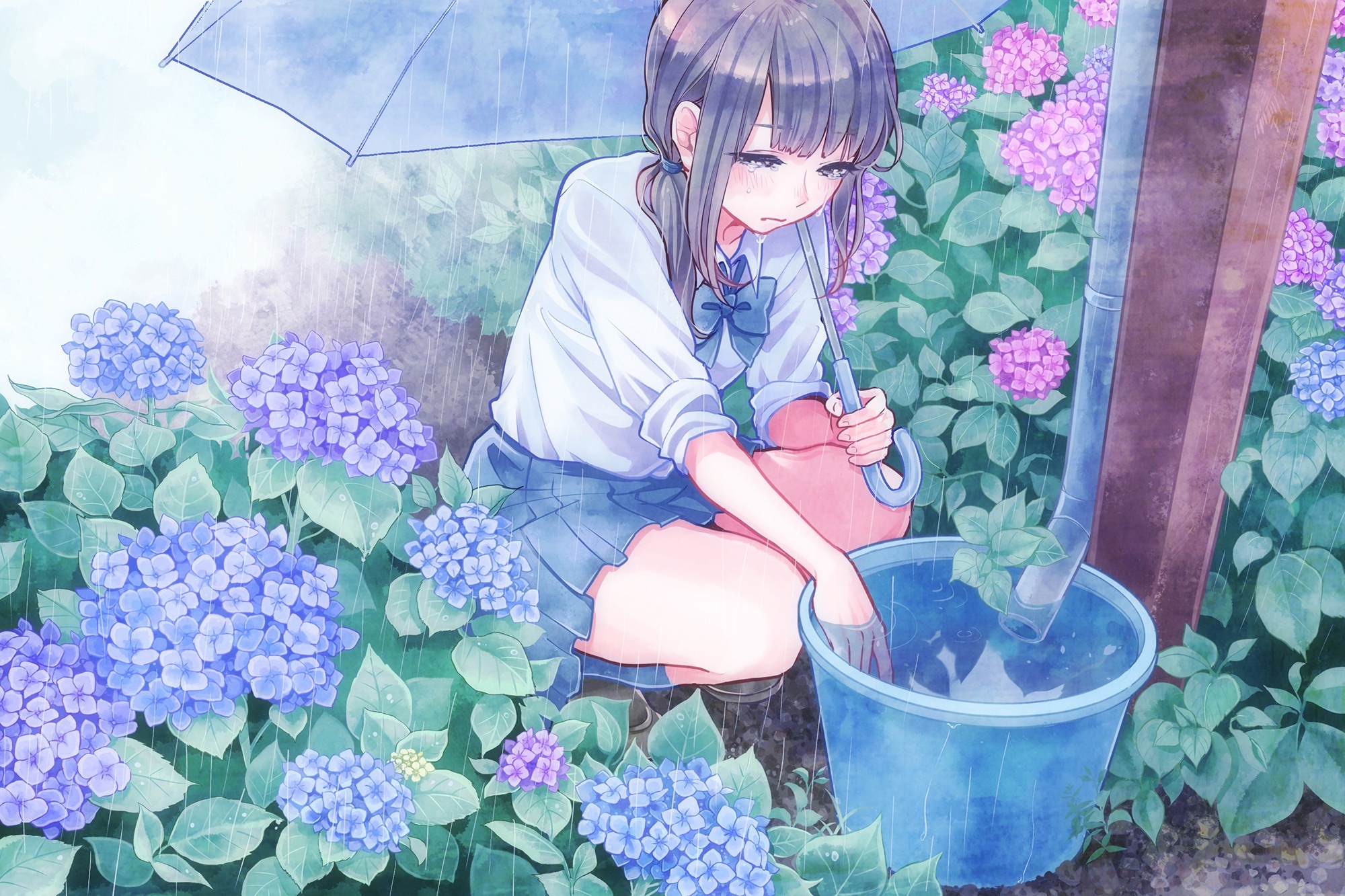Hình ảnh hoa cẩm tú cầu xanh tím Anime