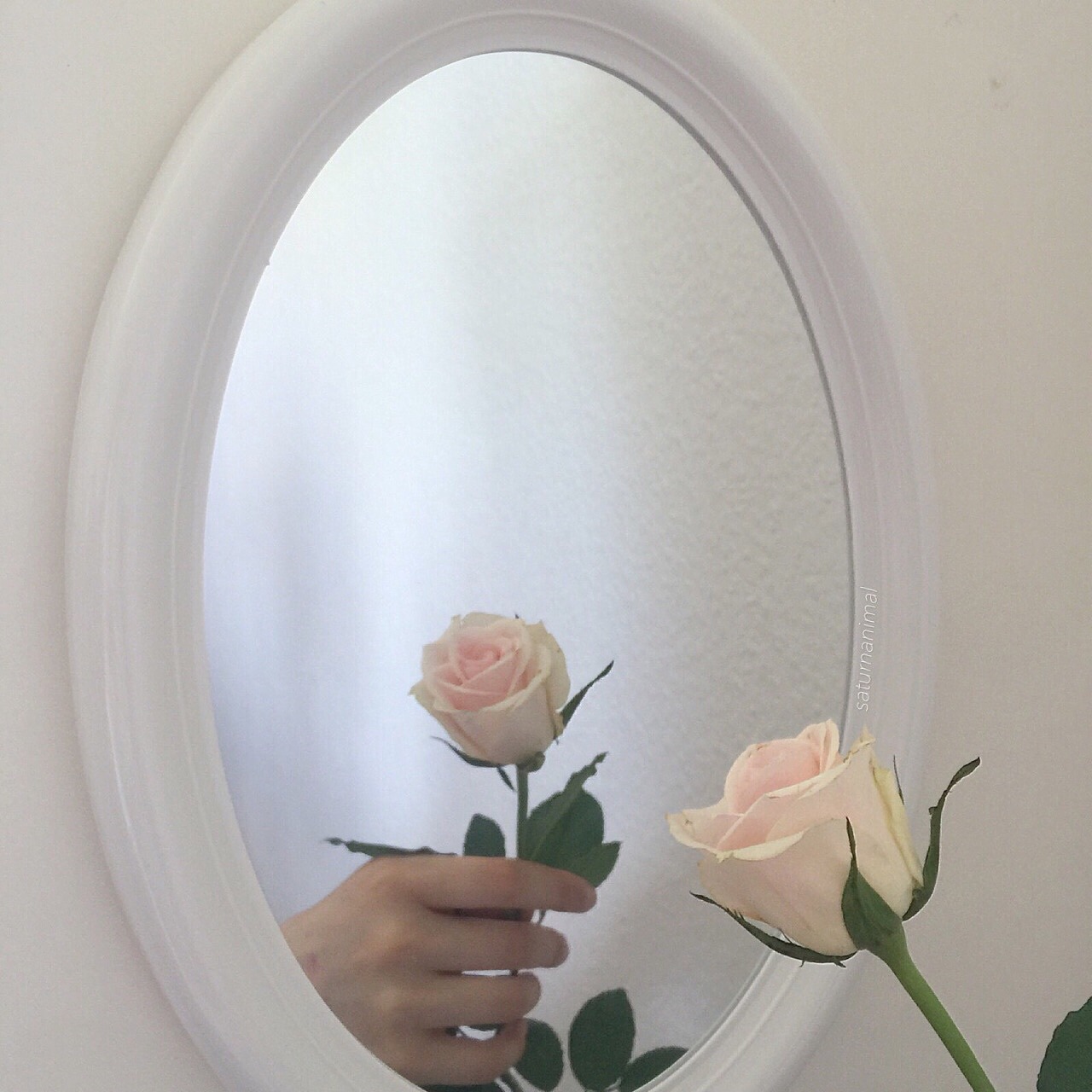 Background gương và hoa hồng đẹp
