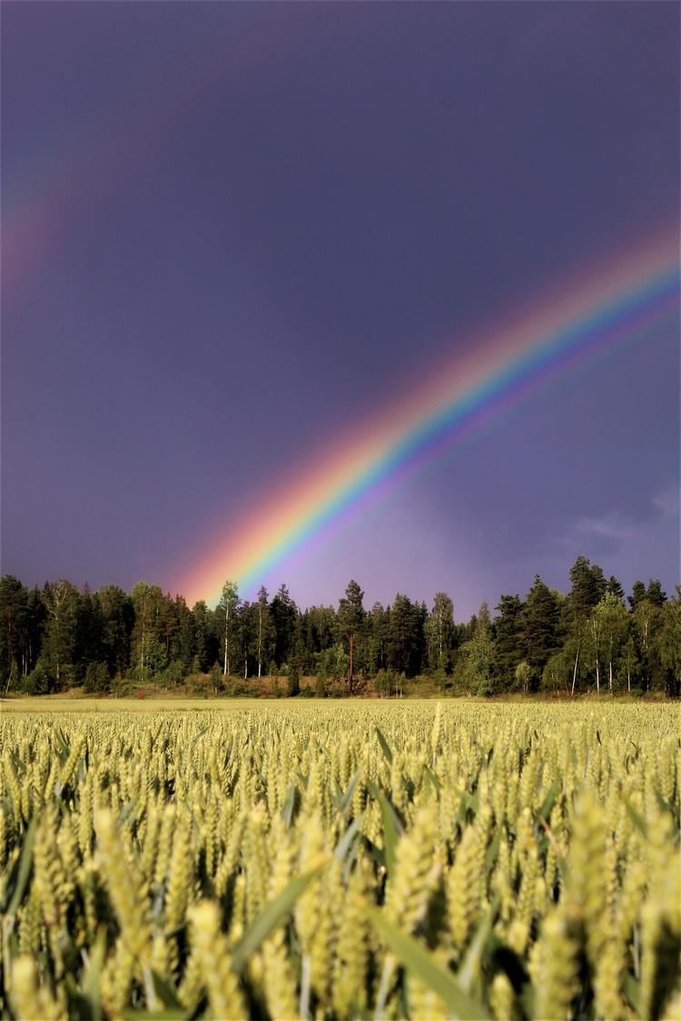 Background Rainbow tuyệt đẹp