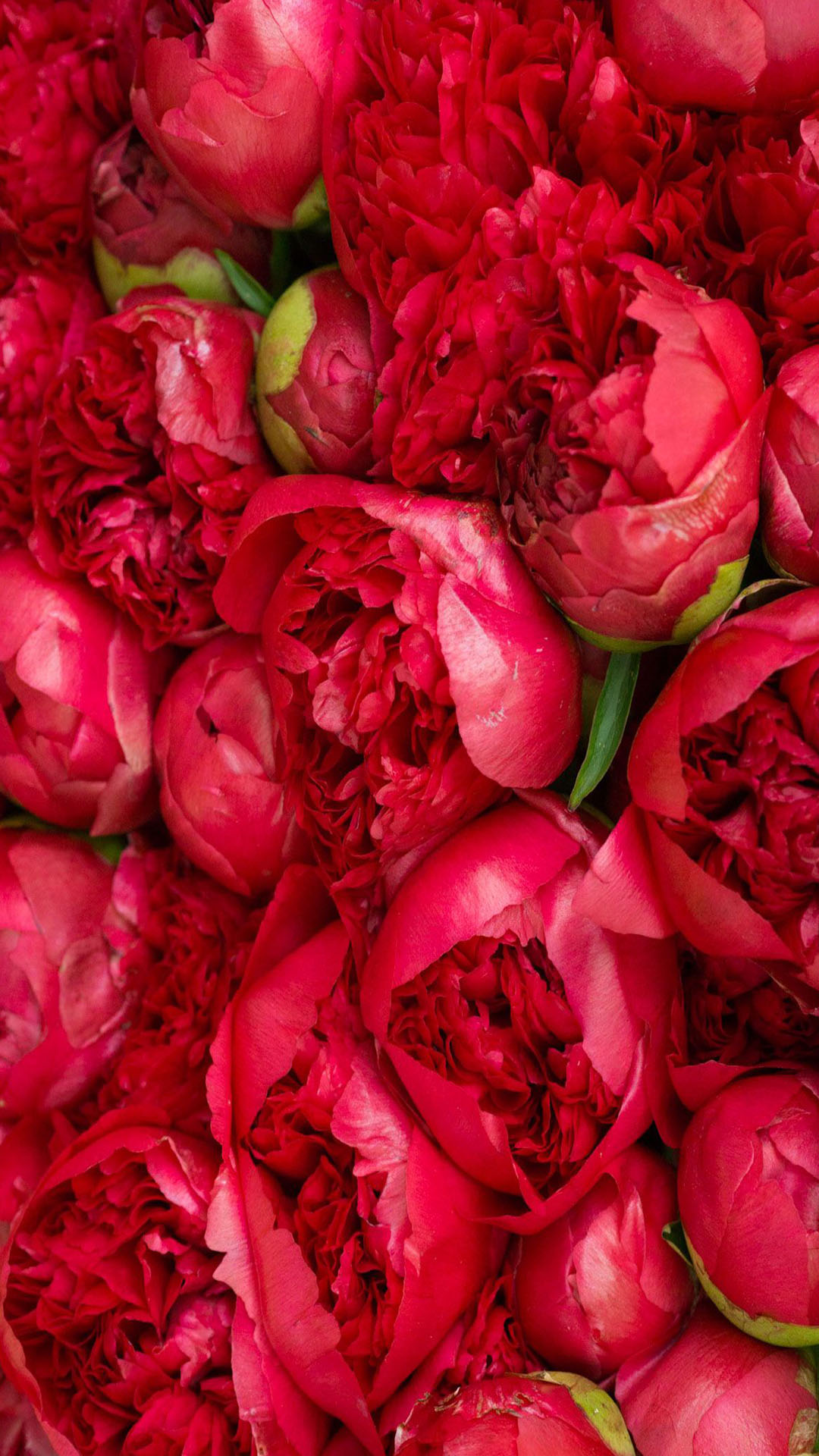 Hình nền hoa hồng Hình nền hoa đỏ  png tải về  Miễn phí trong suốt Hoa  png Tải về
