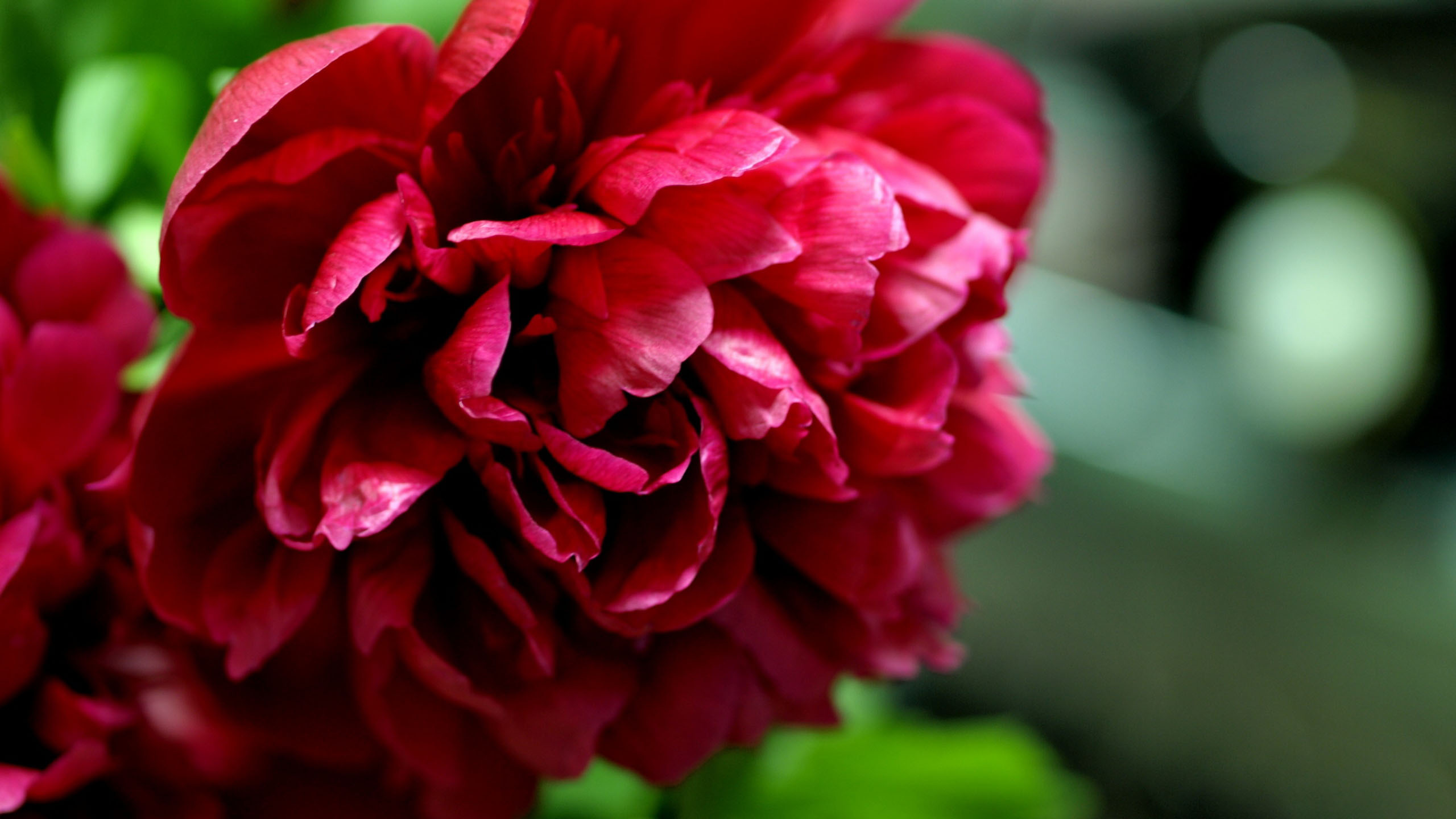 Hình nền bông hoa mẫu đơn đỏ đẹp nhất