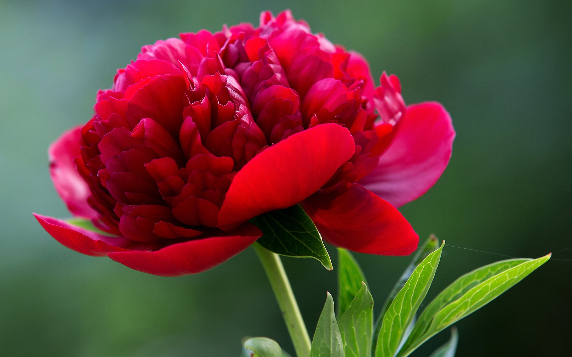 Hình nền hoa mẫu đơn màu đỏ đẹp