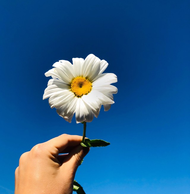 Ảnh bông hoa cúc trắng trên bầu trời xanh