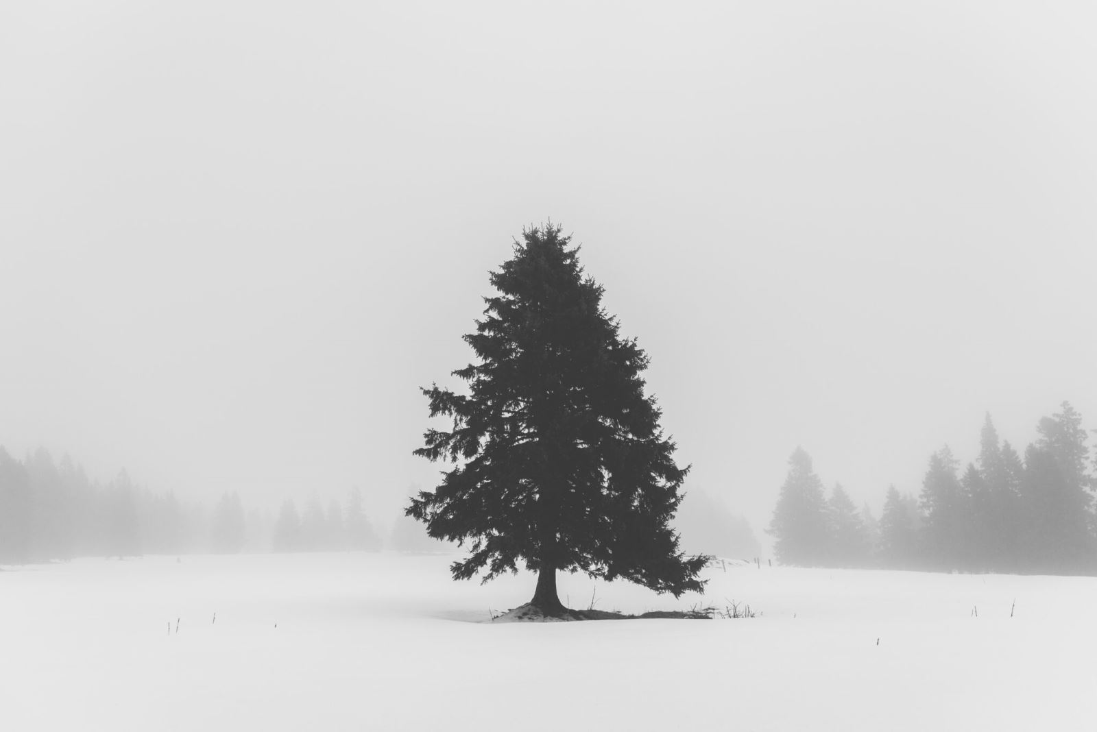 Ảnh cây thông mùa đông trắng muốt