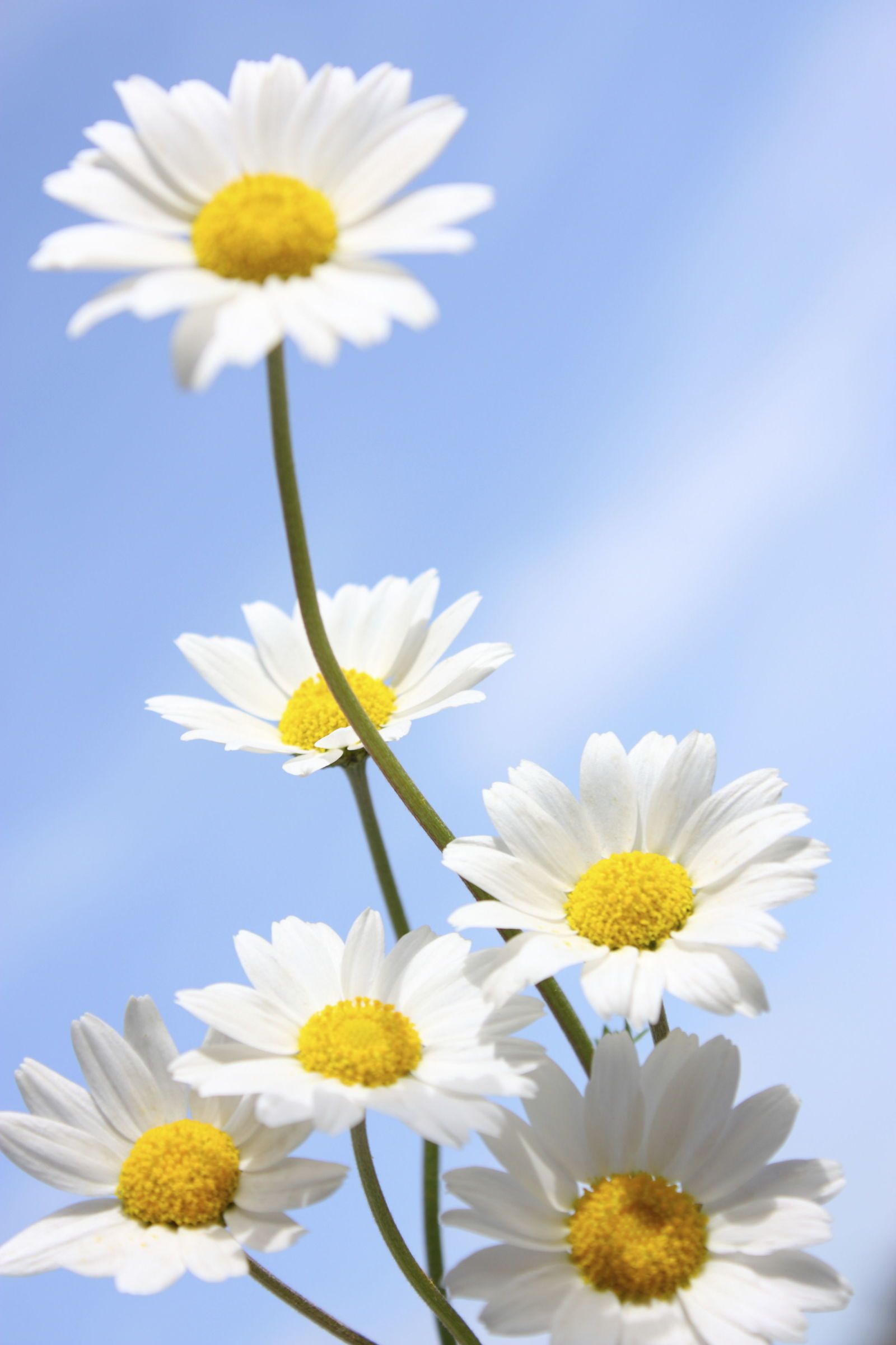 Ảnh hoa cúc họa mi trắng trời xanh tuyệt đẹp