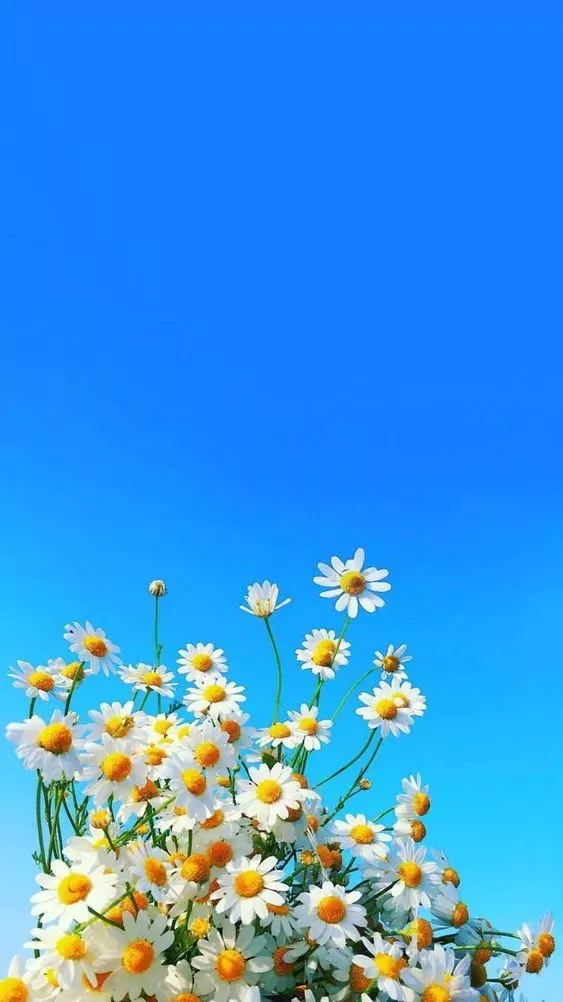 Ảnh hoa cúc họa mi bên trên khung trời xanh lơ ngắt vô cùng đẹp