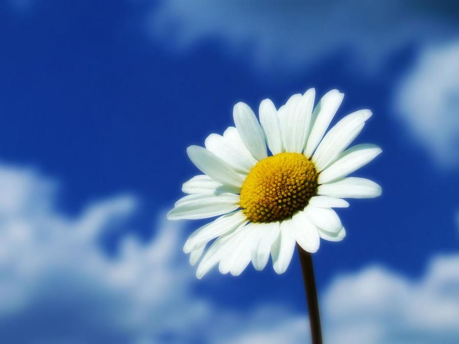 Ảnh hoa cúc họa mi và bầu trời xanh đơn giản