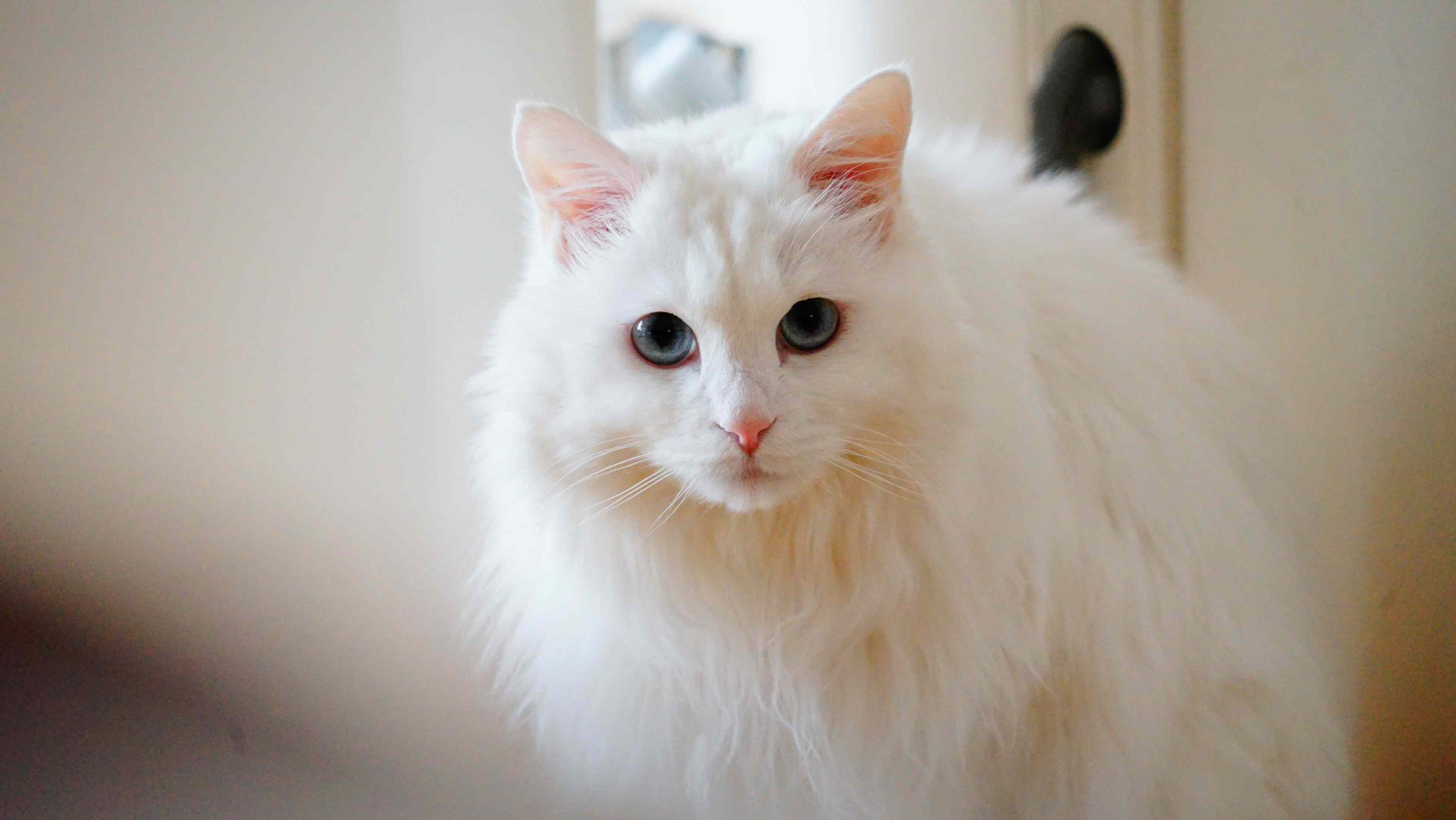 Ảnh mèo Nga trắng đẹp