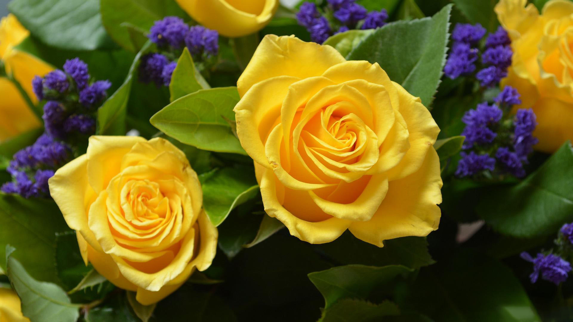 Top 50 hình nền hoa hồng vàng đẹp Nhất quán trong mọi điện thoại