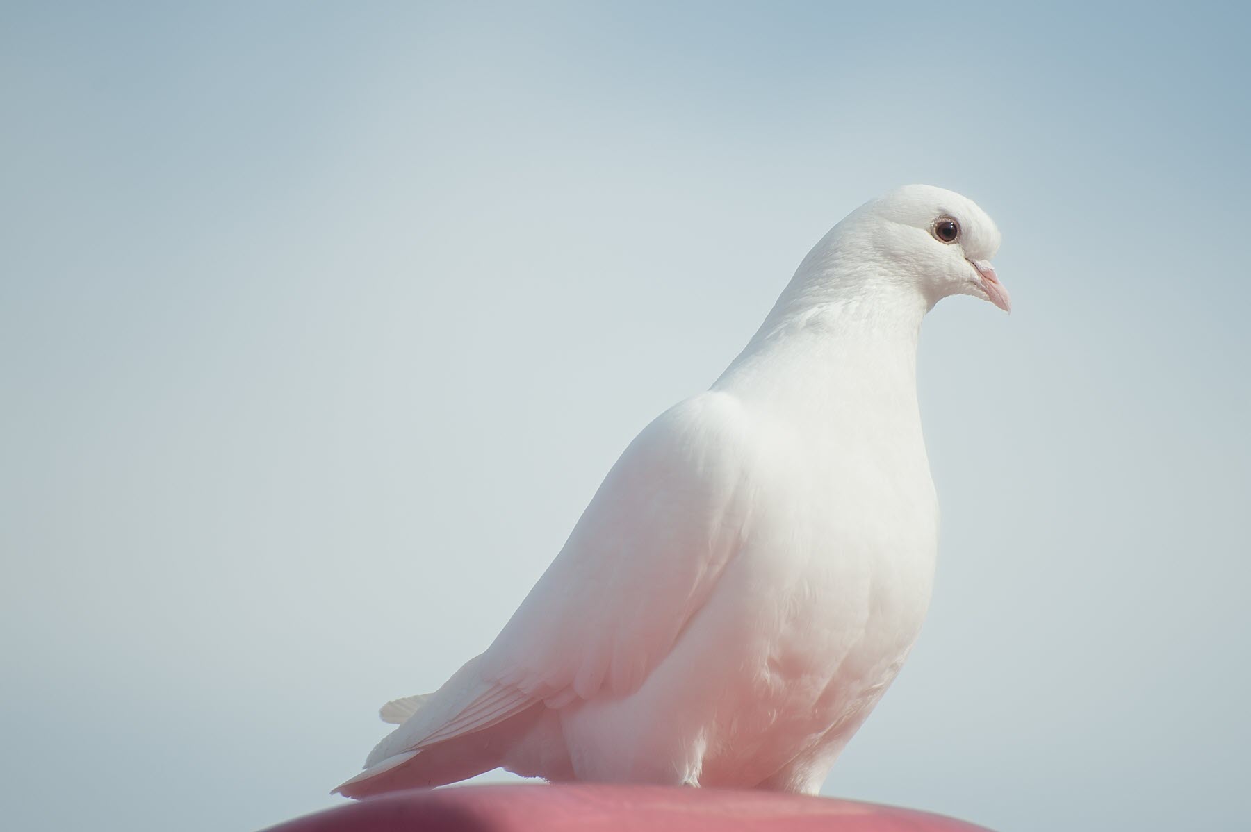 Hình ảnh chim bồ câu trắng nghệ thuật