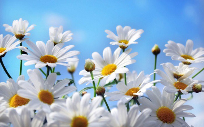 Hình ảnh hoa cúc họa mi trắng trên nền trời xanh