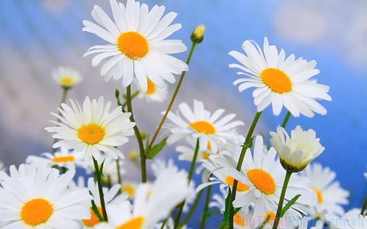Hình hình họa hoa Cúc Họa Mi và khung trời tuyệt đẹp