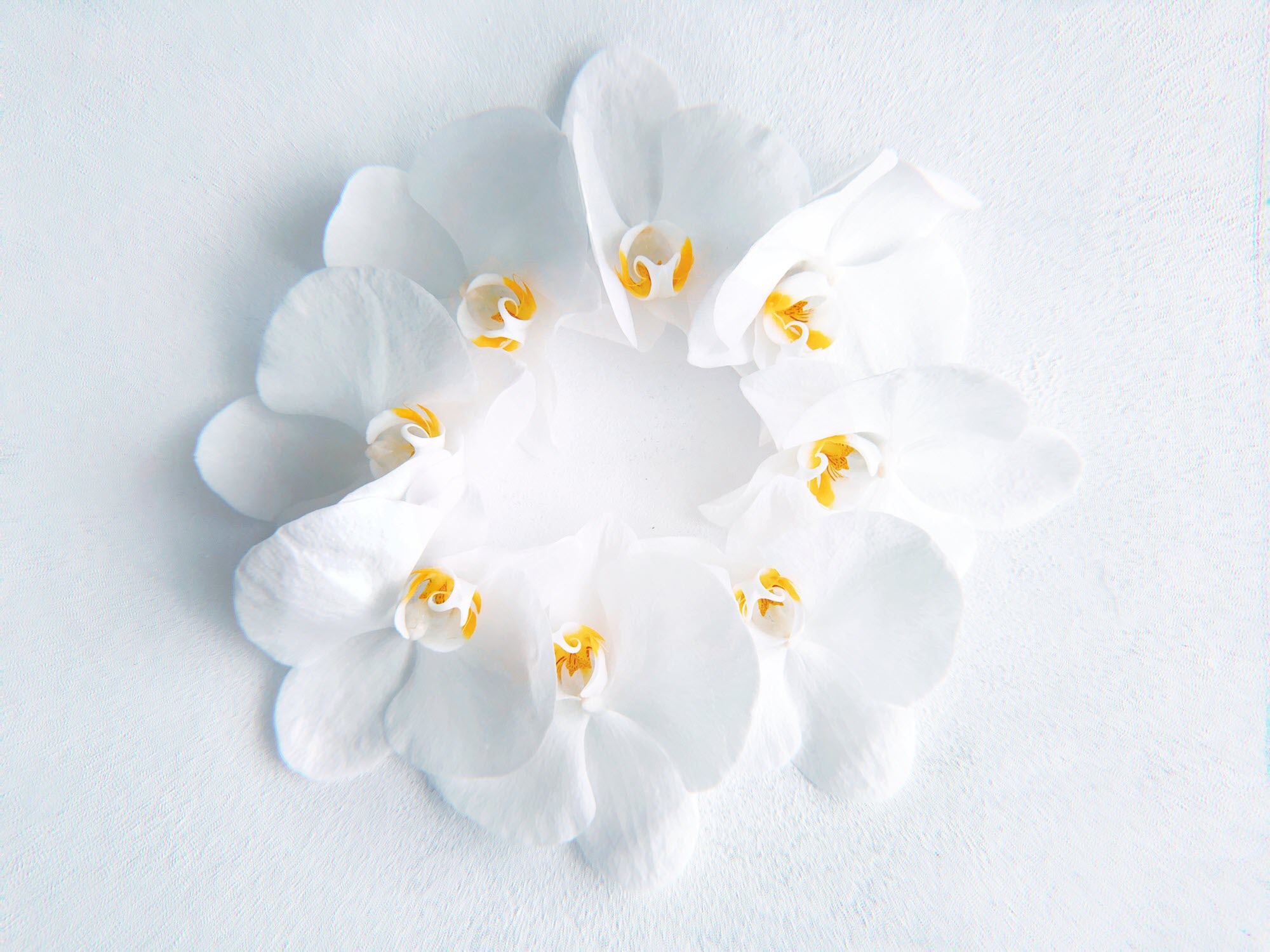 Hình ảnh hoa trắng tuyệt đẹp nhất