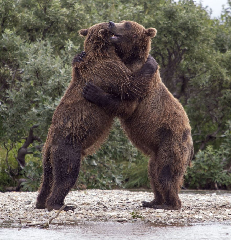 Hình gấu ôm nhau