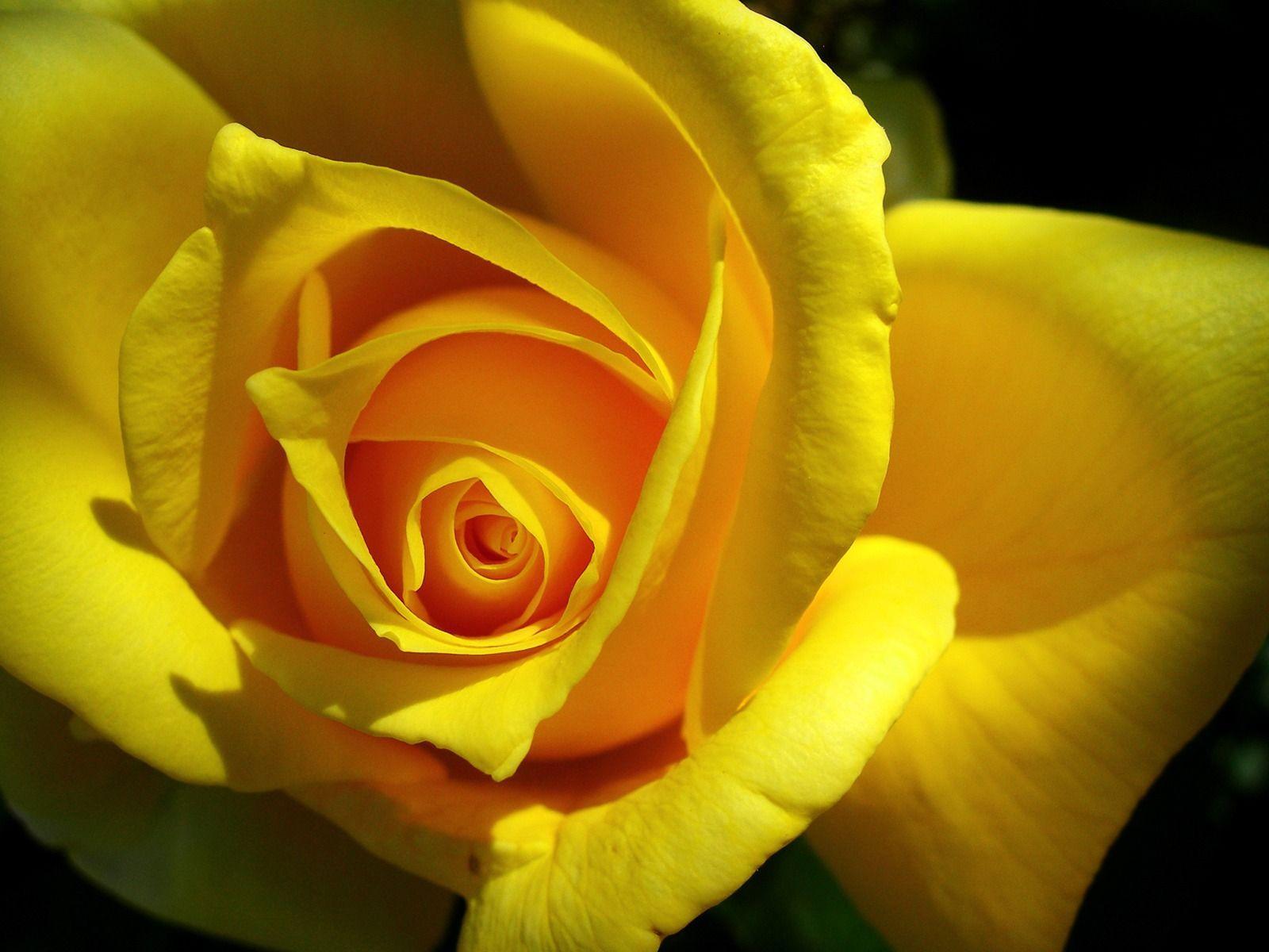 Hình nền bông hoa hồng vàng đẹp