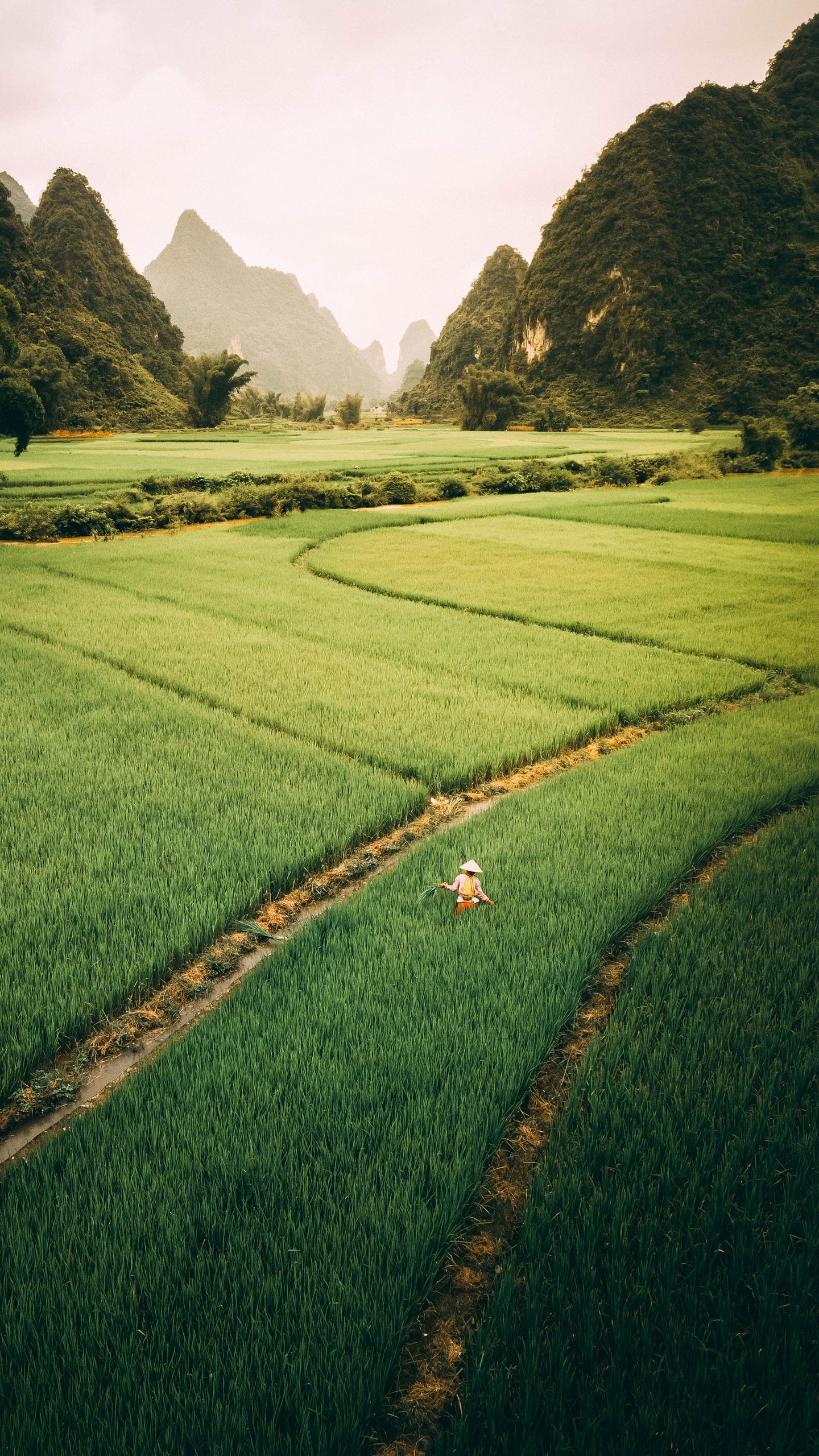 Hình nền cánh đồng Việt Nam 2K