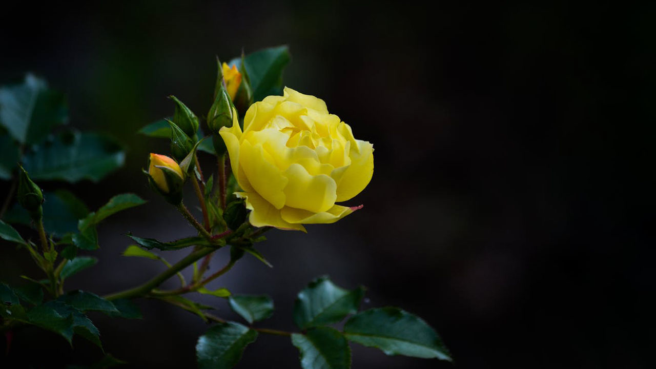 Hình nền hoa hồng màu vàng