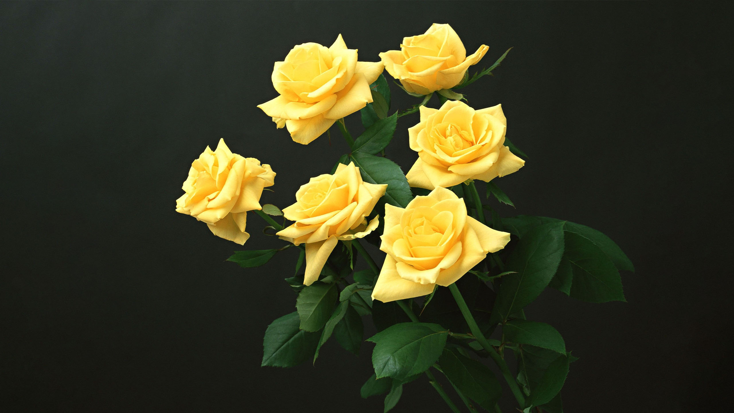 Hình nền hoa hồng vàng 3D đẹp