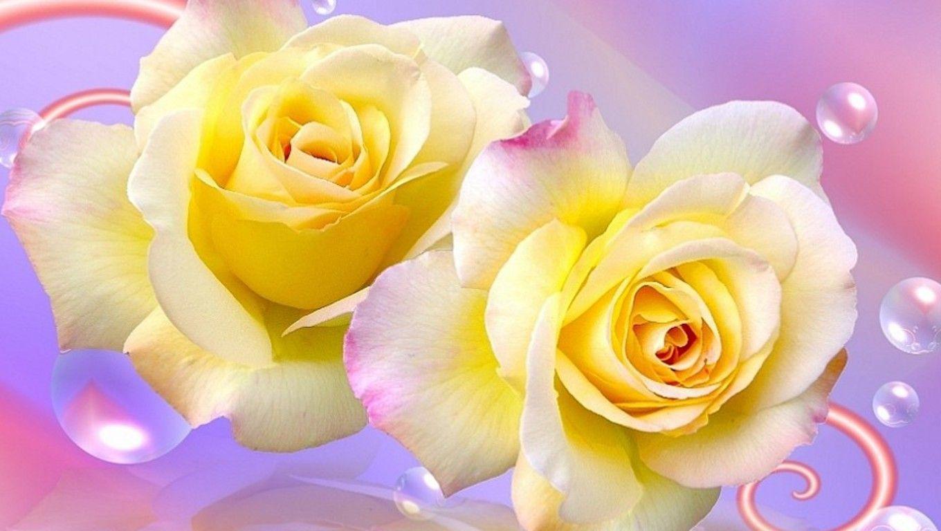 Hình nền hoa hồng vàng 3D