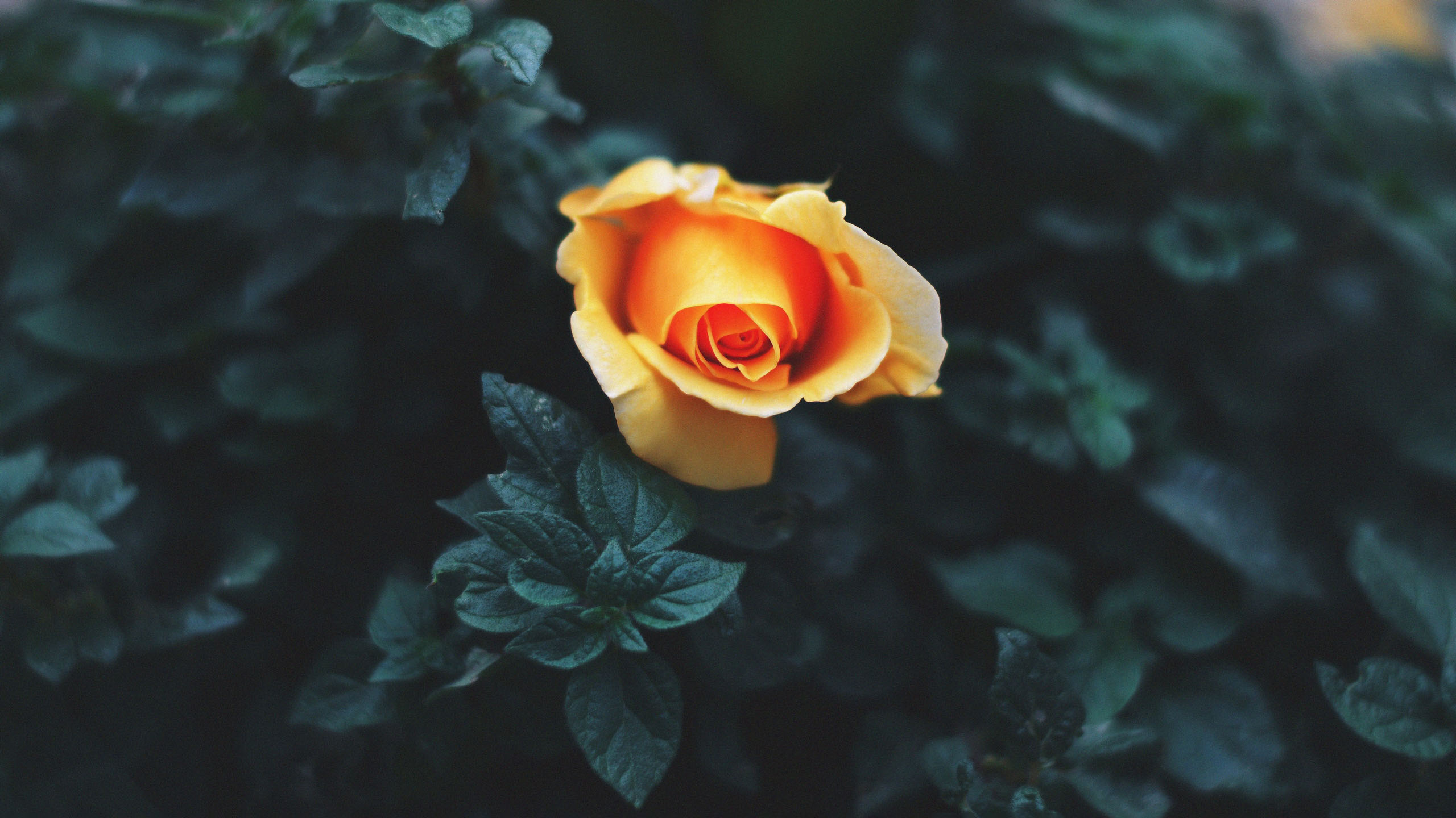 Hình nền hoa hồng vàng đẹp HD