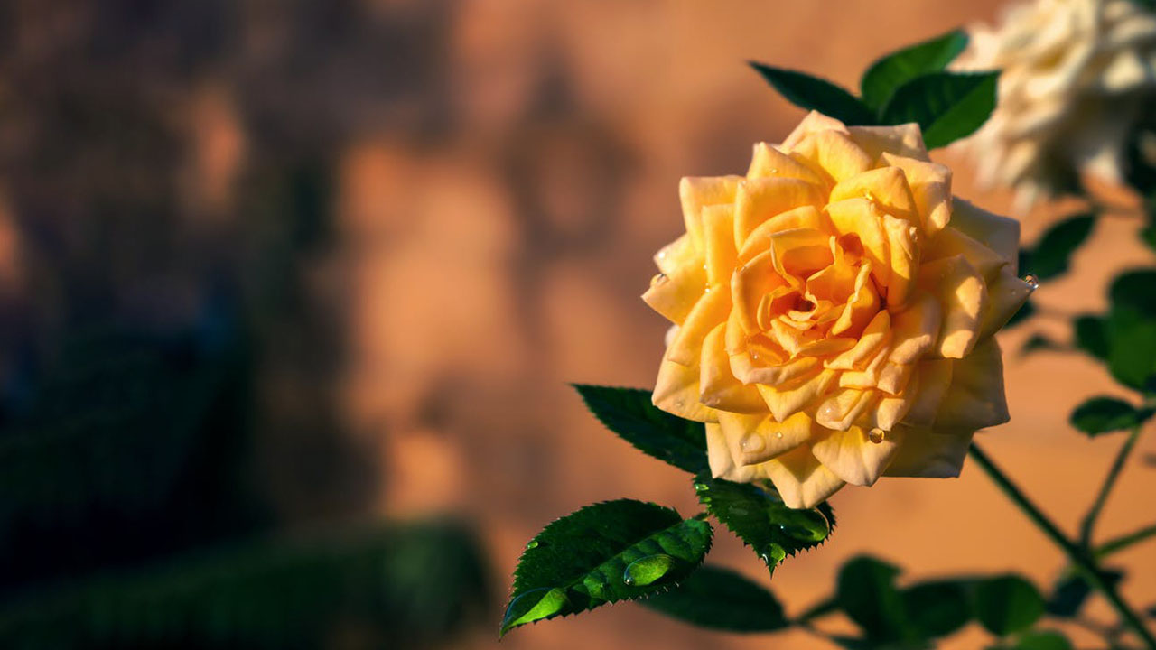 Hình nền hoa hồng vàng đẹp HD