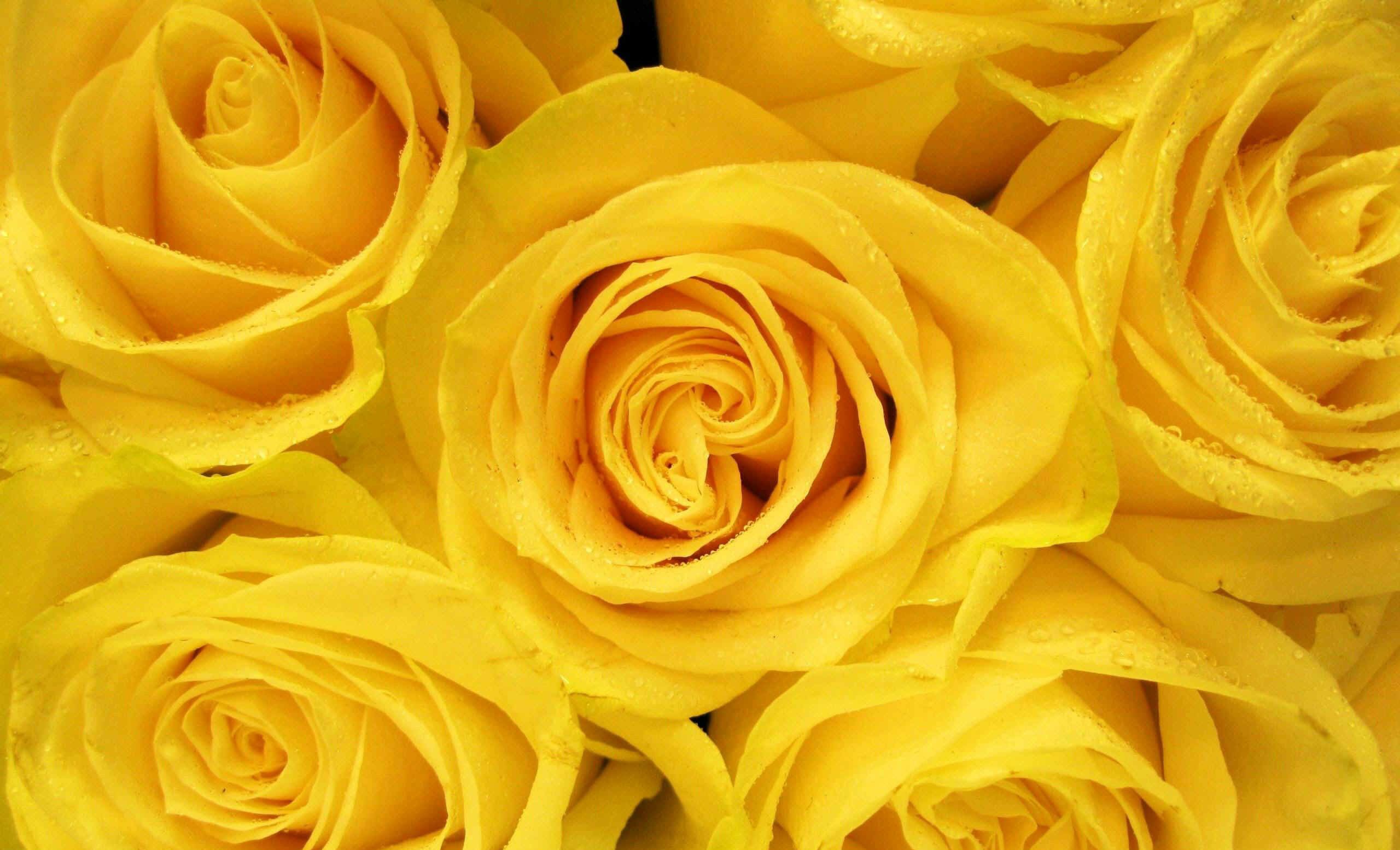 Hình nền hoa hồng vàng Full HD