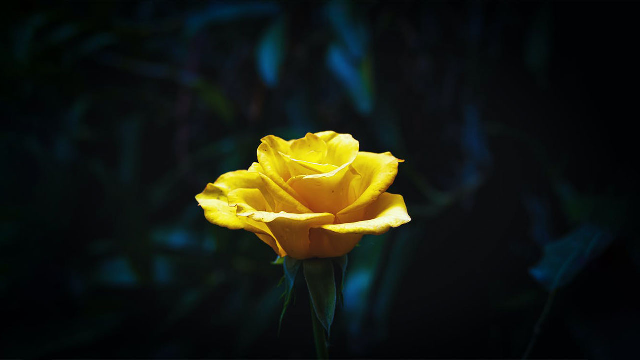 Hình nền hoa hồng vàng