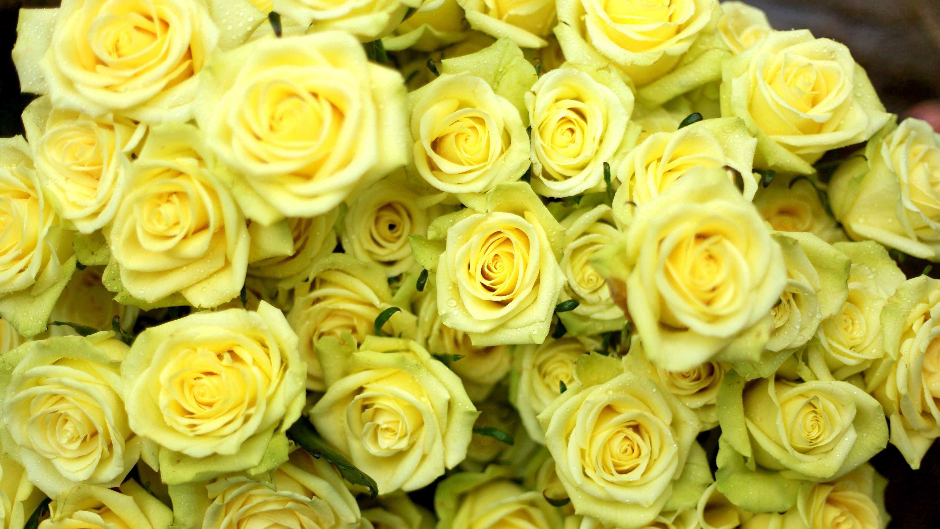 Hình nền những bông hoa hồng vàng