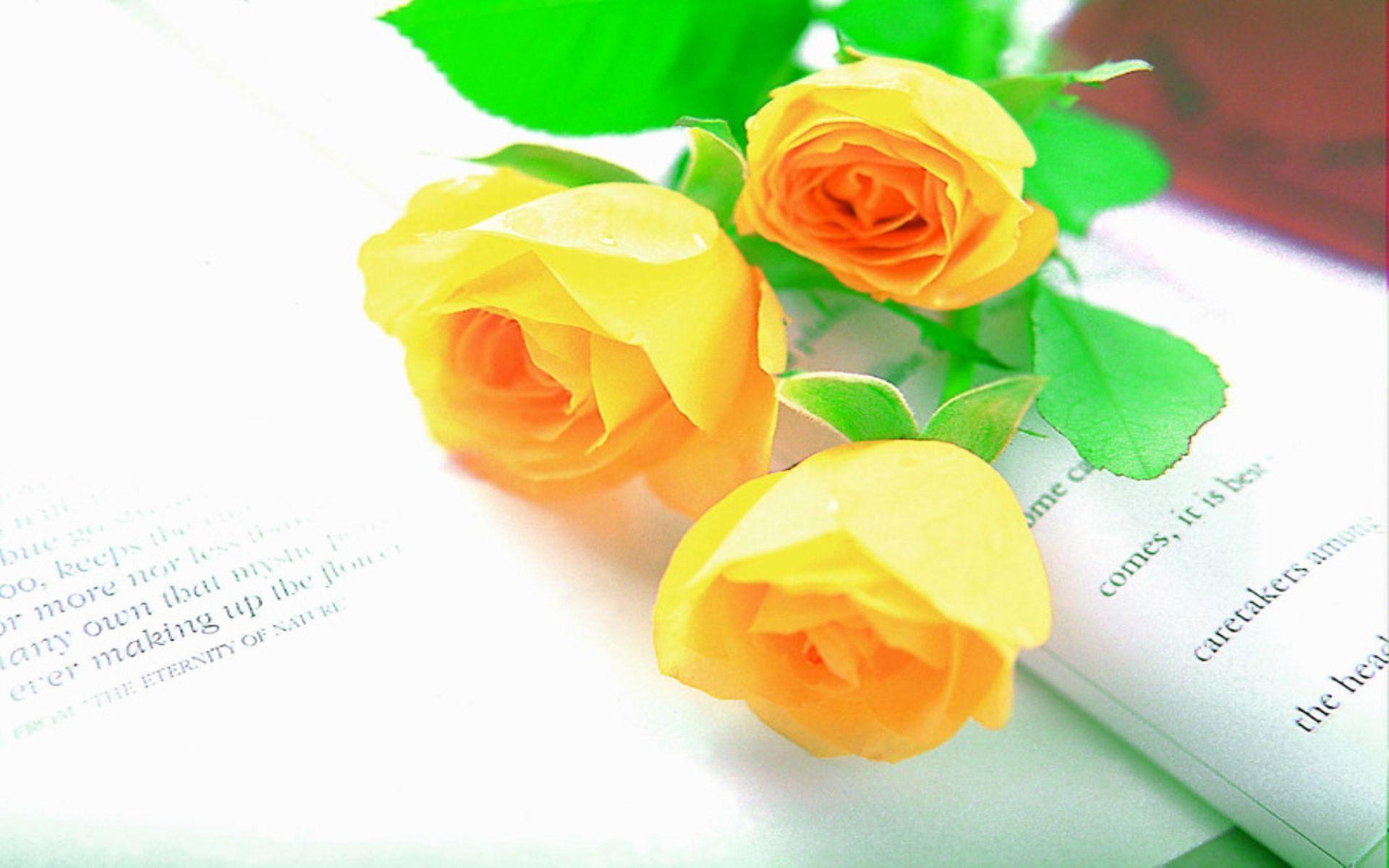 Hình nền về hoa hồng màu vàng