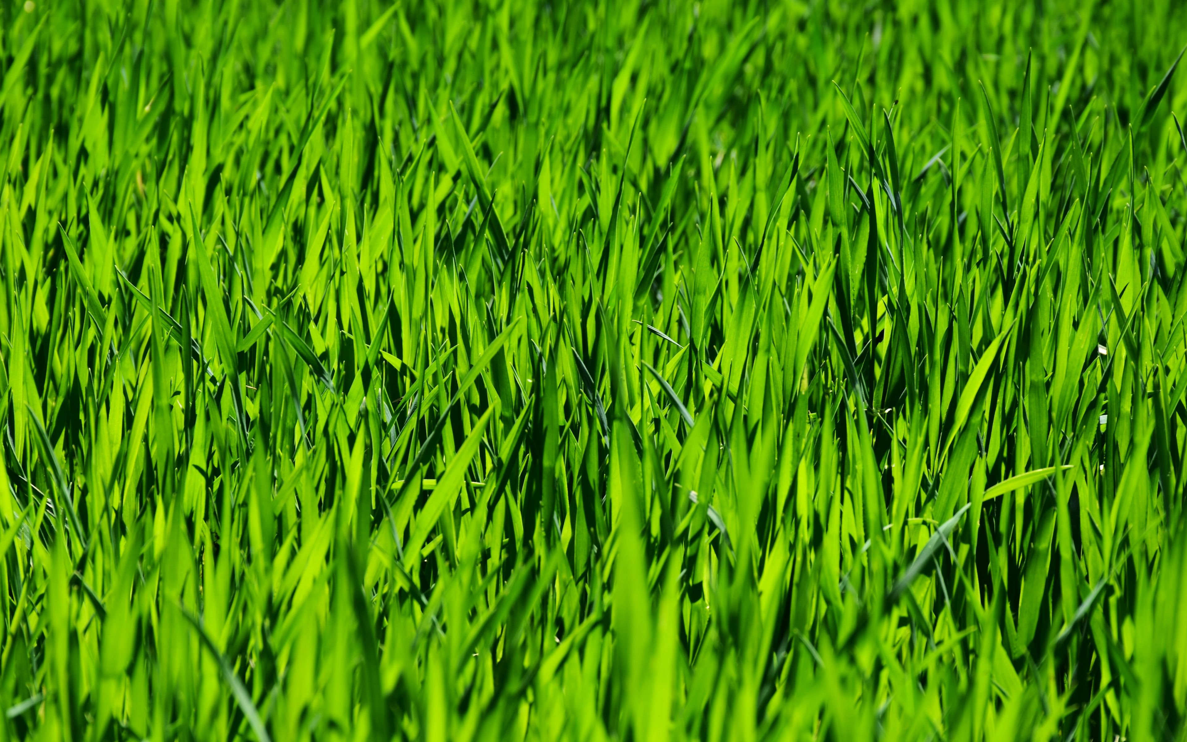 Background cây cỏ xanh chất lượng cao